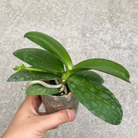 Phalaenopsis Chiada Sherry 2.5"