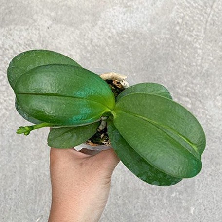 Phalaenopsis Chiada Sherry 2.5"