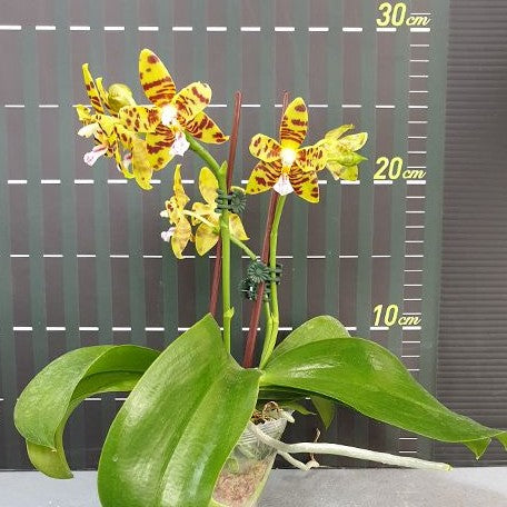 Phalaenopsis Aber Ambo 'Chartreuse' 2.5" Fragrant