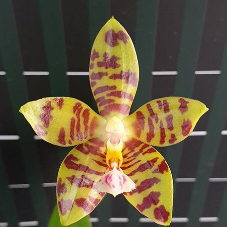 Phalaenopsis Aber Ambo 'Chartreuse' 2.5" Fragrant