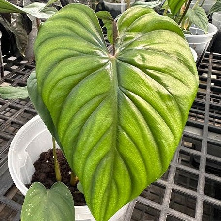 Philodendron plowmanii 3.0"