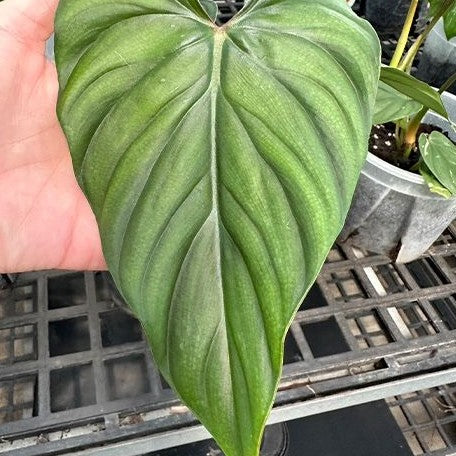 Philodendron plowmanii 3.0"