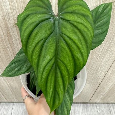 Philodendron plowmanii 3.0"