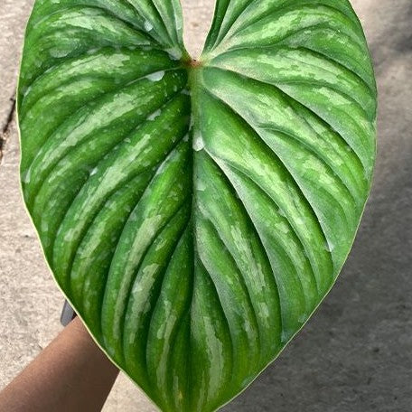 Philodendron plowmanii 'Watermelon' 3.0" *On Hand*