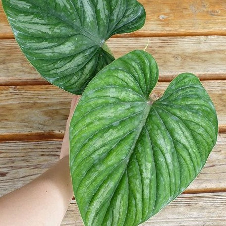 Philodendron plowmanii 'Watermelon' 3.0"