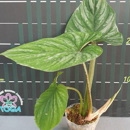 Philodendron plowmanii 'Watermelon' 3.0"