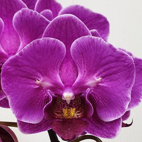 Phalaenopsis Ching Ann Diamond (peloric 2 eyes) 2.5"