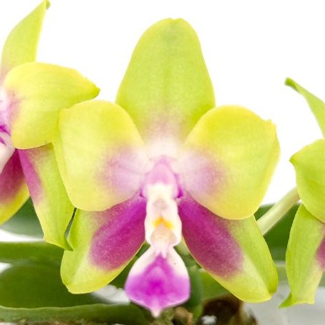 Phalaenopsis KS Happy Eagle 2.5" Fragrant