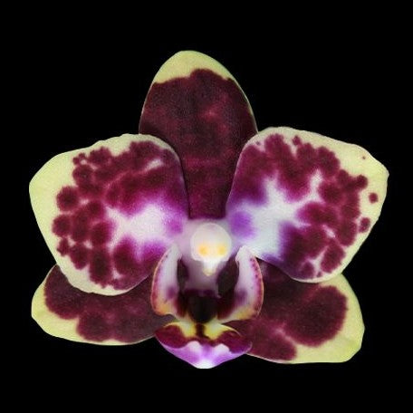 Phalaenopsis Charming Cafecat '0743' 2.5"