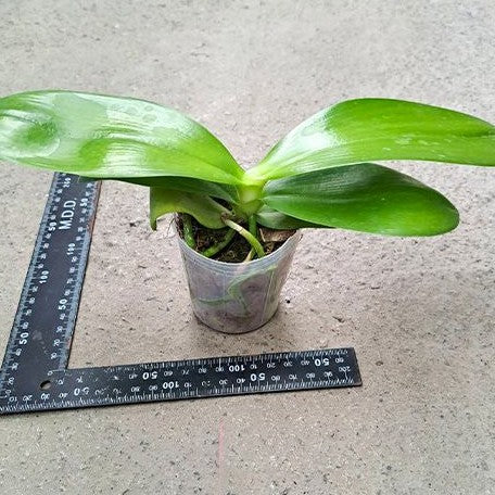 Phalaenopsis Fusheng's Super Man 2.5" Fragrant