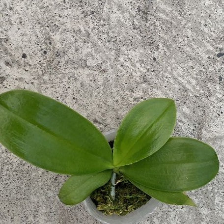 Phalaenopsis Aber Ambo 'Chartreuse' 2.5" Fragrant