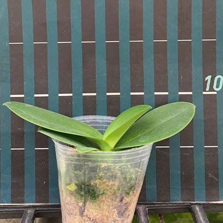 Phalaenopsis Sogo Yenlin 'Coffee' (peloric 2 eyes) 2.5"