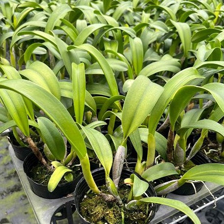 Rhyncholaeliocattleya Hsinying Scarlet 'Cherry' 3.5" Fragrant