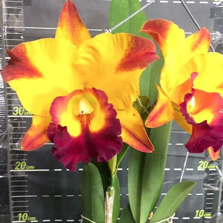 Rhyncholaeliocattleya YU Toung Moon 'Caimito' 4.0" Fragrant