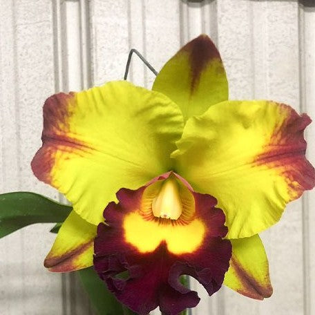 Rhyncholaeliocattleya YU Toung Moon 'Caimito' 4.0" Fragrant