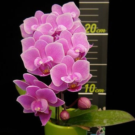 Phalaenopsis Younghome Kingxiang 2.5"