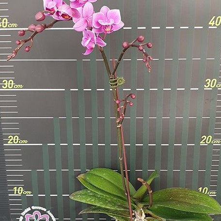 Phalaenopsis Younghome Kingxiang 2.5"