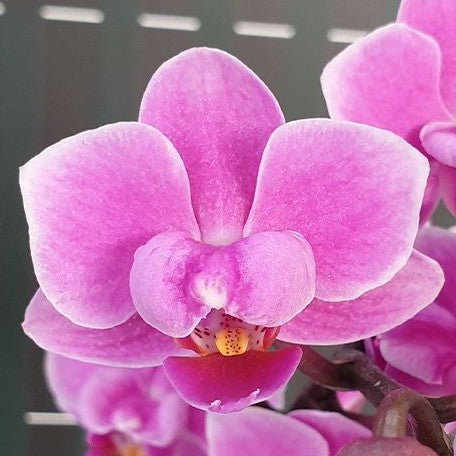 Phalaenopsis Younghome Kingxiang 2.5"