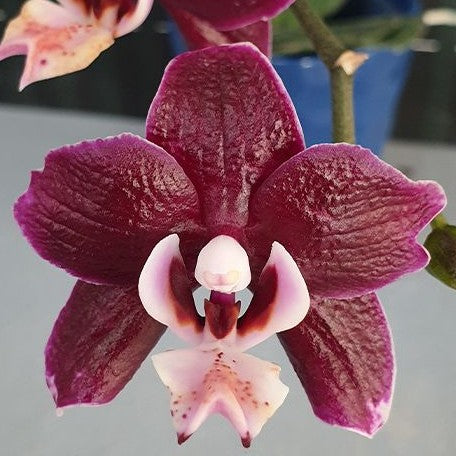 Phalaenopsis Kaoda Twinkle '3083' 2.5"