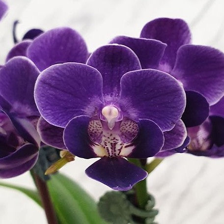 Phalaenopsis Violet Eye 2.5"