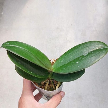 Phalaenopsis Kaoda Twinkle 2.5"