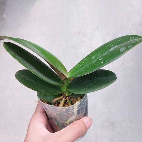 Phalaenopsis Kaoda Twinkle 2.5"