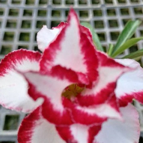 Adenium obesum 'Ferrari' bareroot