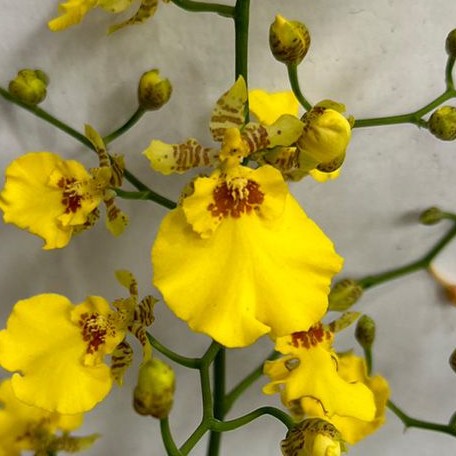 Oncidium Sweet Sugar 3.5"