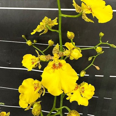 Oncidium Sweet Sugar 3.5"