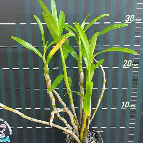 Dendrobium hercoglossum × sib 2.5"