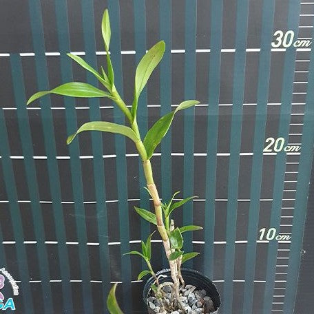Dendrobium sulawesiense (= glomeratum) × sib 2.5"