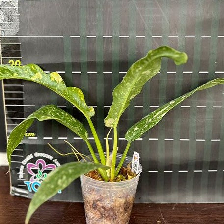 Philodendron 'Ring of Fire' variegated 2.5"