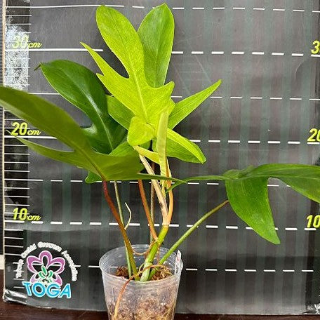 Philodendron Florida Ghost variegated 2.5"