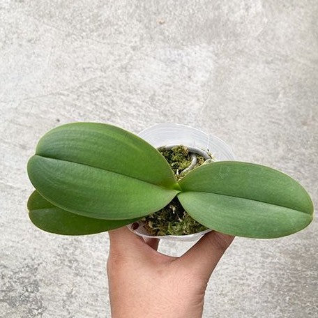 Phalaenopsis Queen Barry 'White Edge' 2.5"