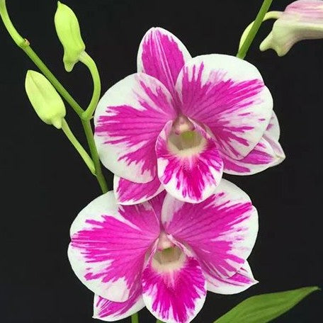 Dendrobium Burana Pearl 'No The Same' 2.5"