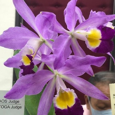 Cattleya eldorado 'Macrangraecum Ito' BM/JOS 2.5"