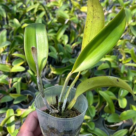 Cattleya Valentine 'Billy's Blue' HCC/AOS 2.5"