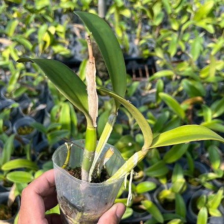 Cattleya Valentine 'Billy's Blue' HCC/AOS 2.5"