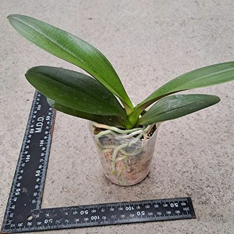 Phalaenopsis Little Emperor '3094' (peloric 2 eyes) 2.5"