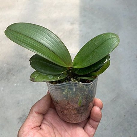 Phalaenopsis Shyang Fa Pink Pearl 2.5"