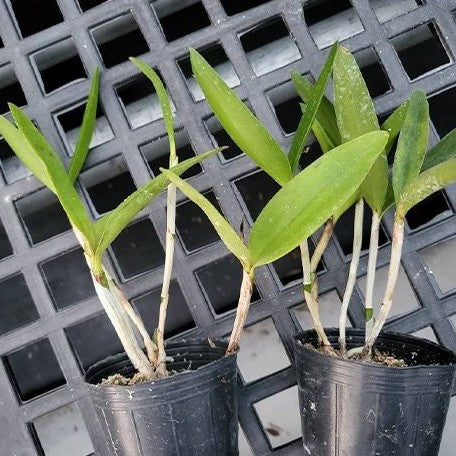 Cattleya forbesii × sib 2.5"