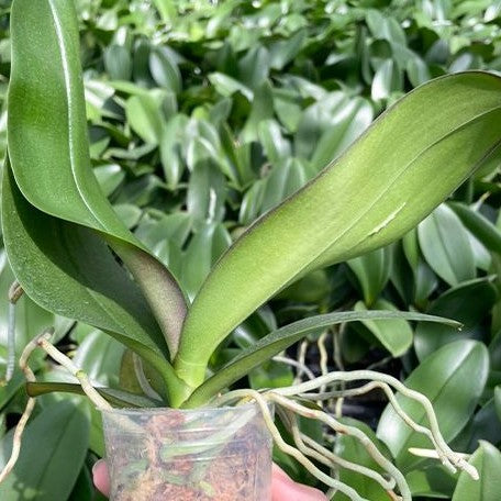 Phalaenopsis I Hsin The Big Bang '959' 2.5"