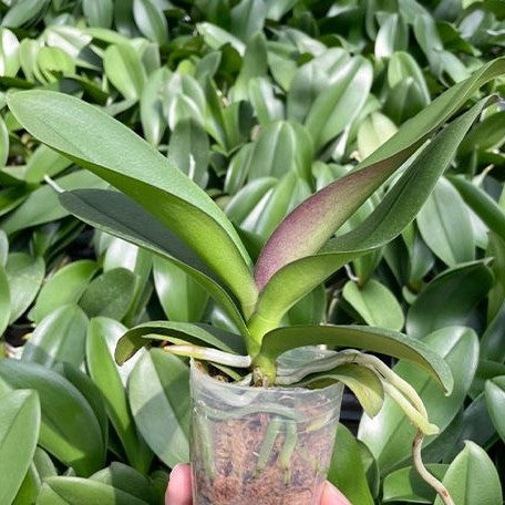 Phalaenopsis I Hsin The Big Bang '959' 2.5"