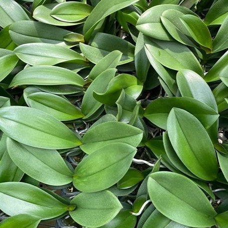 Phalaenopsis I Hsin The Big Bang '959' 2.5"