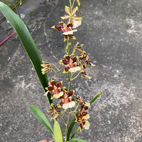 Oncidium Guann Shin Flower Elf 2.5"