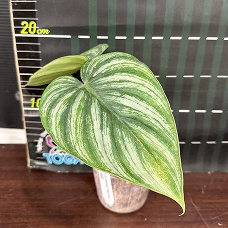 Philodendron plowmanii 'Watermelon' 3.0"