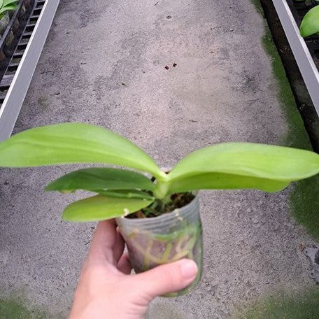 Phalaenopsis Fusheng's Super Man 2.5" Fragrant