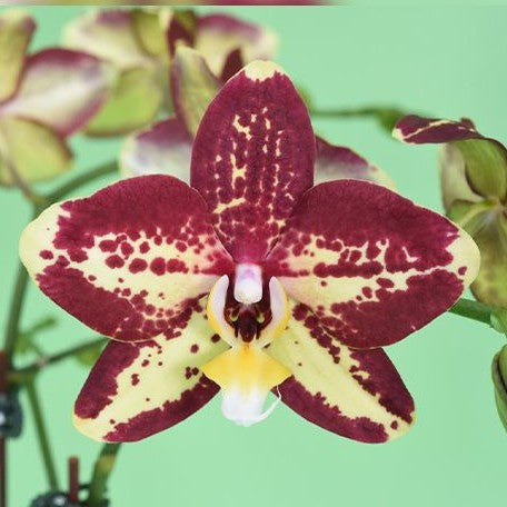 Phalaenopsis Younghome Victory Star 2.5"