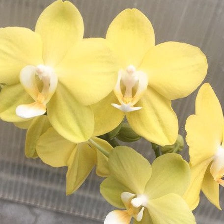 Phalaenopsis Yellow Magic 2.5"