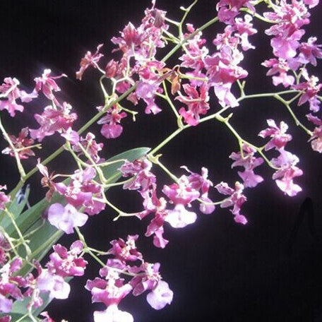 Oncidium Jairak Fragrance 'Chocolate' 2.5"